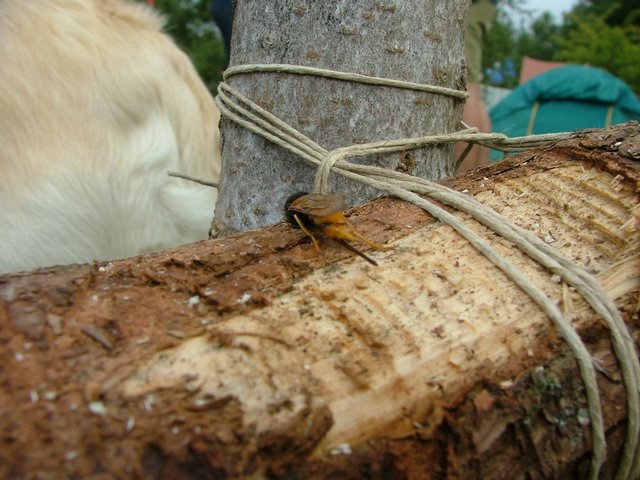 billede_200704_042.JPG